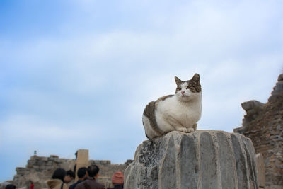 Low angle view of cat on wall against sky
