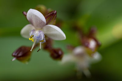 Close-up of purple flower buds