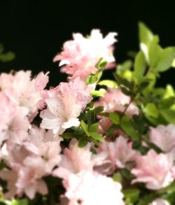 Close-up of pink flowers