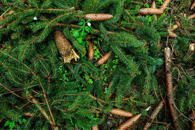 High angle view of pine tree in forest