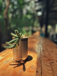 Close-up of plant on table