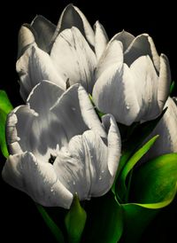 Close-up of white flower