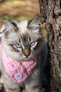 Close-up of a cat