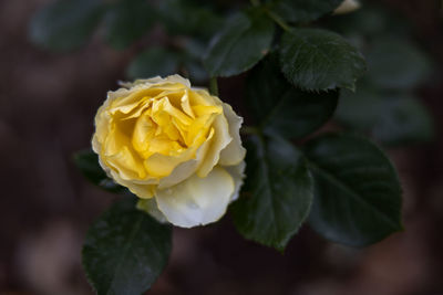 Close-up of yellow rose
