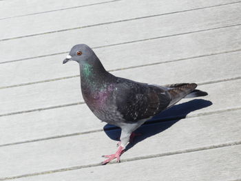 High angle view of pigeon perching on footpath