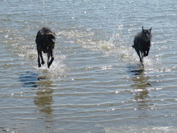 Dog in a sea