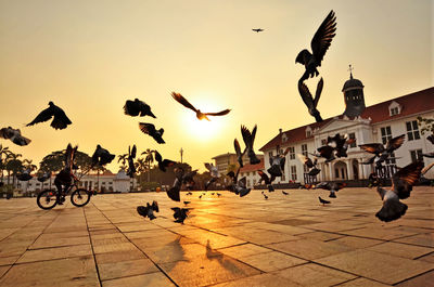 Birds flying over town square