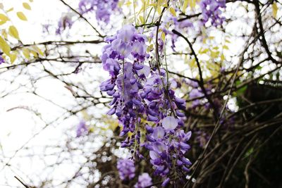 Close-up of purple flowers on branch