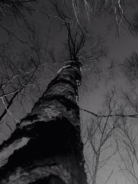 Low angle view of bare trees against sky