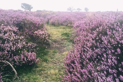 Close-up of purple flowers in field