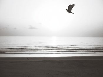 Bird flying over beach against sky