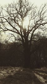 Silhouette of trees at sunset