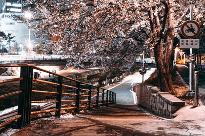 View of cherry blossom tree during winter