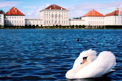 Swan swimming in lake against buildings