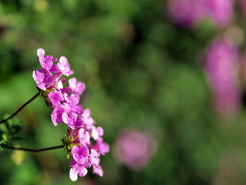 Close-up of pink flowers blooming outdoors