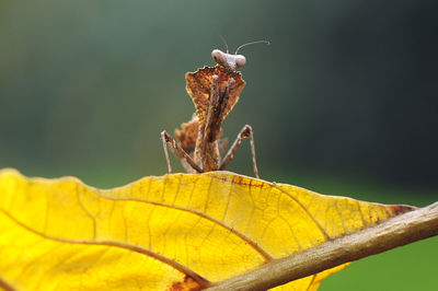 Close-up of insect on yellow leaf