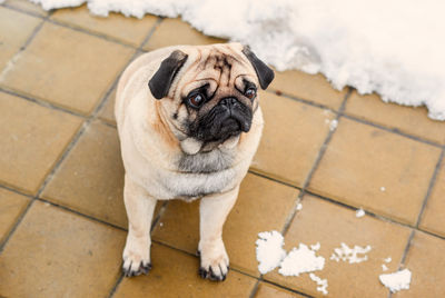 Dog breed pug. portrait of a pet