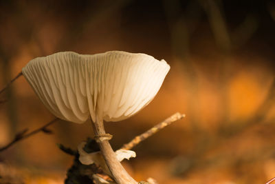 Close-up of mushroom growing on field