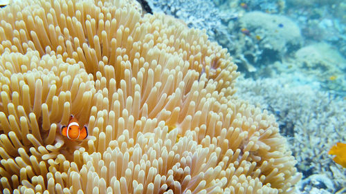 Sea anemone and clown fish.