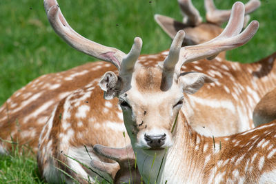 Head shot of a male fallow deer in a herd of deer