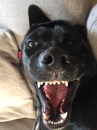 Portrait of black rhodesian ridgeback with open mouth at home