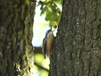 trunk