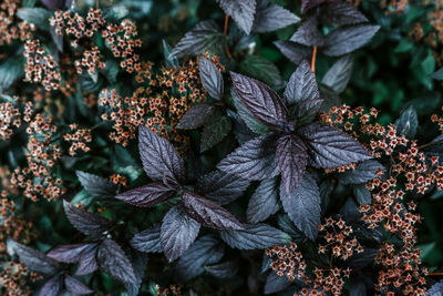 Close-up of leaves on plant in field