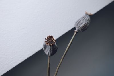 Close-up of flower against blurred background