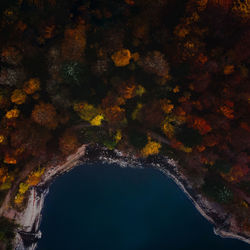 Low angle view of tree against sky at night