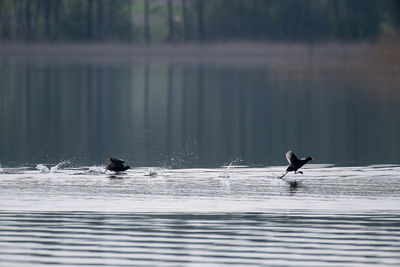 Birds swimming in lake