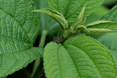 Close-up of insect on plant