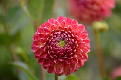 Close-up of pink flowers