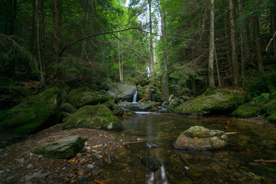 Stream flowing through rocks in forest