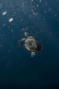 Turtle swimming in sea