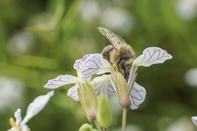 Close-up of bee pollinating on flower