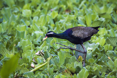 Close-up of bird perching on plant