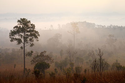 Trees in forest against sky during foggy weather