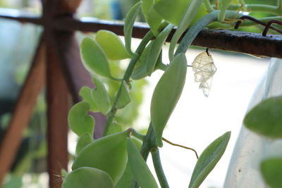 Close-up of fresh green plant