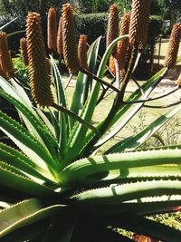 Close-up of fresh red cactus plant