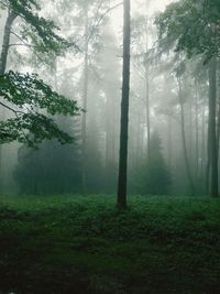 Trees in forest