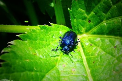Close-up of insect on leaf