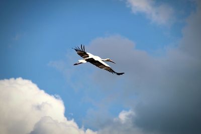 Low angle view of bird flying against sky