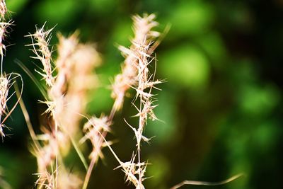 Close-up of succulent plant on field