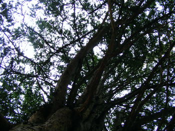 Low angle view of tree against sky