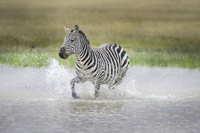 Zebra crossing