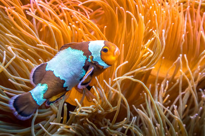 Close-up of clown fish swimming in sea