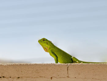 Close-up of iguana on beach against sky