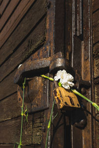 Close-up of white flowering plant against wall