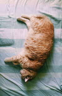 High angle view of cat sleeping on bed