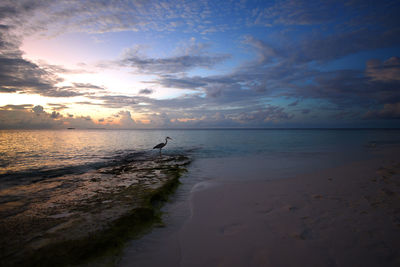 Scenic view of sea at sunset